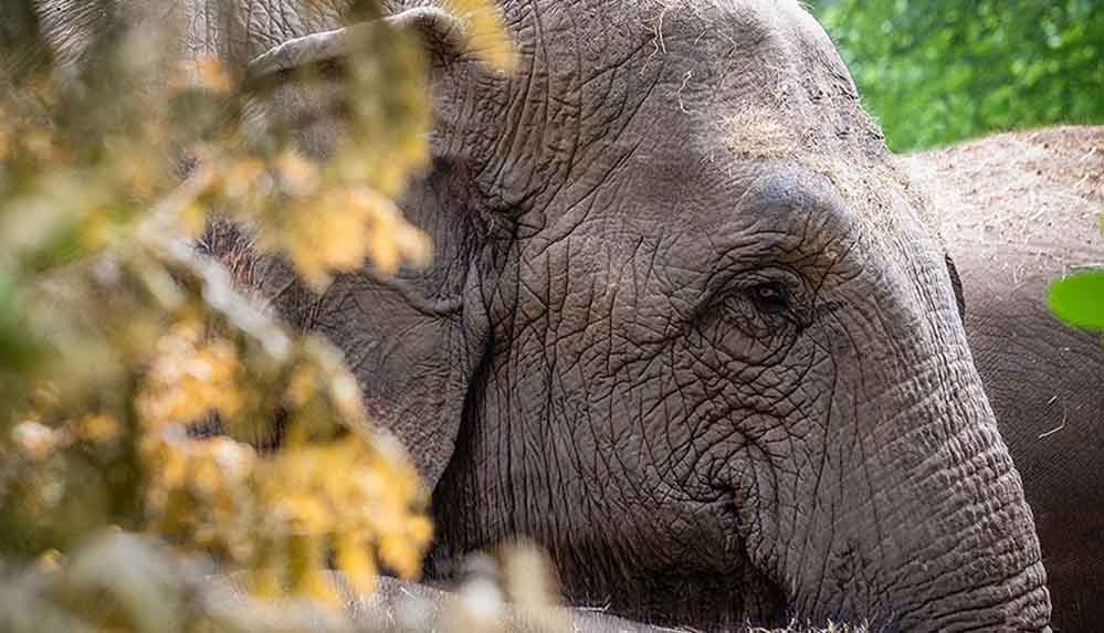 Mozambik'te fillerden evrimsel tepki: Dişi fillerin çoğu dişsiz doğuyor!