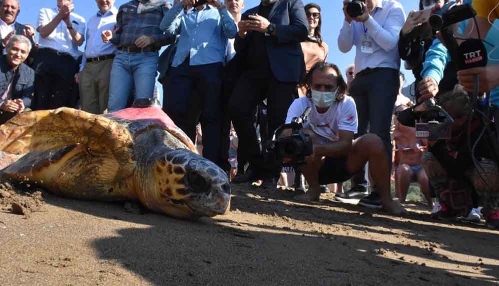 Muğla'da tedavileri tamamlanan 2 caretta caretta ile yeşil deniz kaplumbağası denize bırakıldı