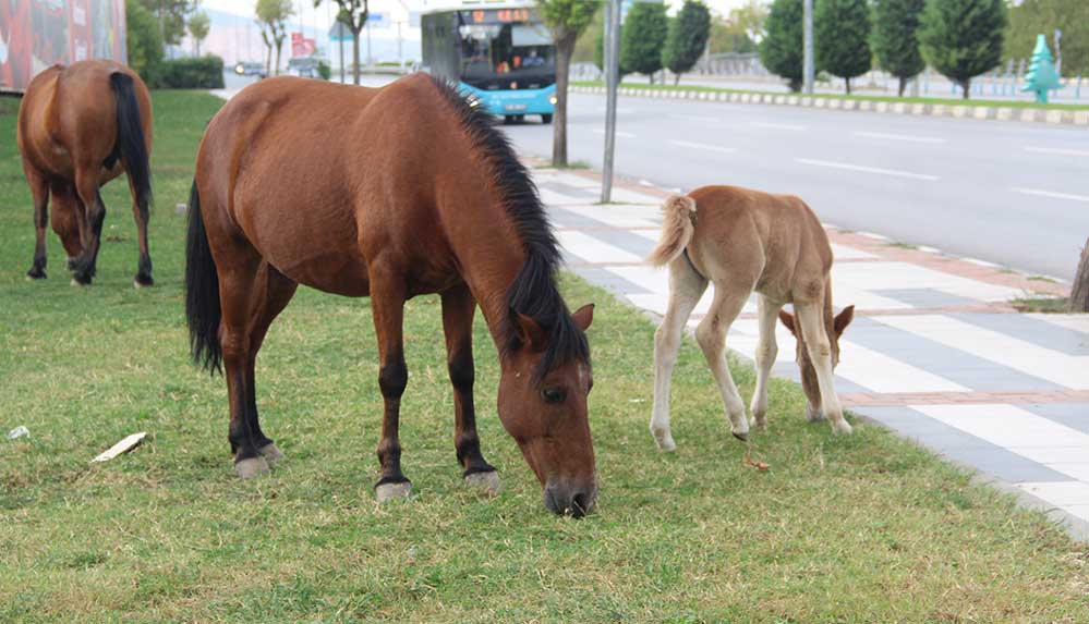 Manisa'da yılkı atlarını yakalamaya çalıştığı iddia edilen iki kişi gözaltına alındı