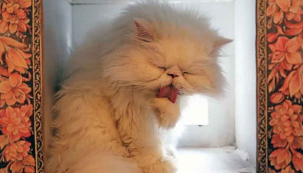 Tahran'da-sıra-dışı-'Kedi-Müzesi'