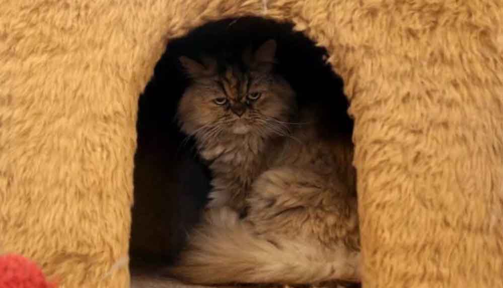 Tahran'da sıra dışı 'Kedi Müzesi'