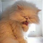Tahran'da-sıra-dışı-'Kedi-Müzesi'