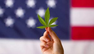 ABD'de bir bölgede artan marihuana çiftlikleri sebebiyle acil durum ilan edildi