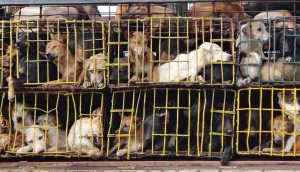 Güney Kore köpek etini yasaklamaya hazırlanıyor: Çalışma grubu kuruldu