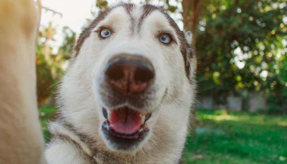 evcil-hayvan-portreleri