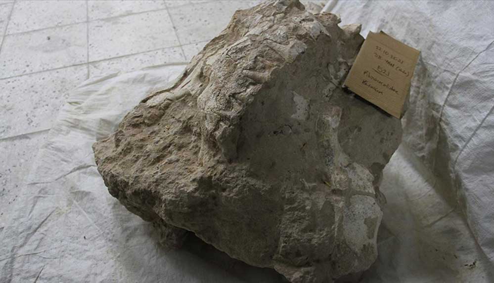 Kayseri'deki fosil kazılarından gergedan kafatası bulundu