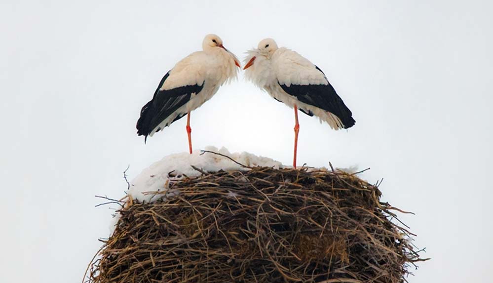 Dondurucu-soğuğa-rağmen-göç-etmeyen-leyleklere-köylüler-sahip-çıktı