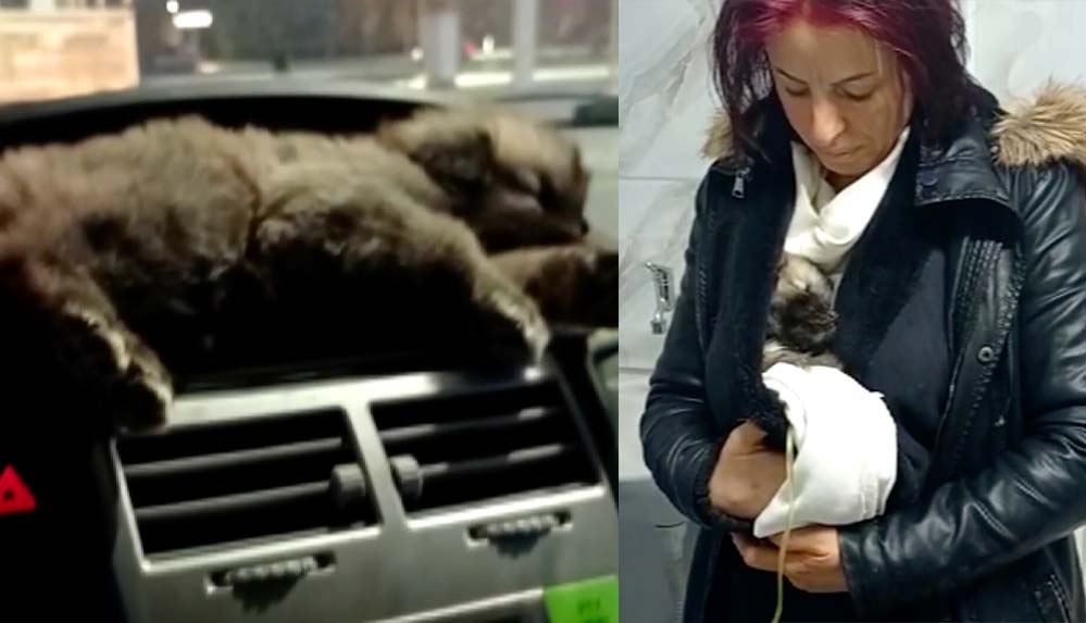 Donmak-üzereyken-bulduğu-yavru-köpeği-aracına-alıp-hayatını-kurtardı