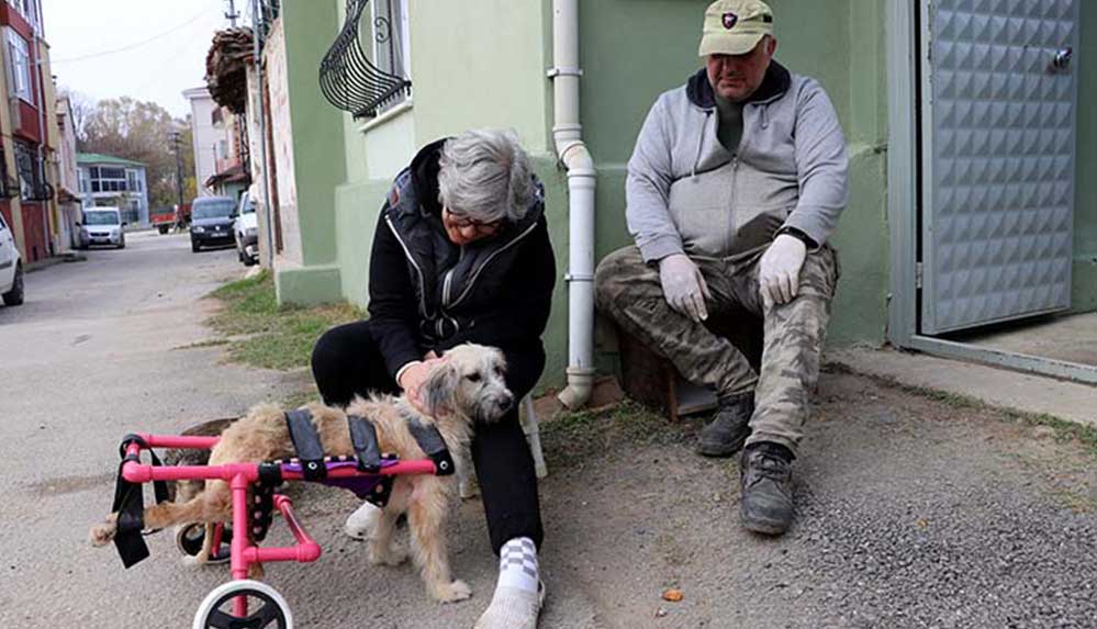 Engelli köpeğe çocukları gibi bakıyorlar