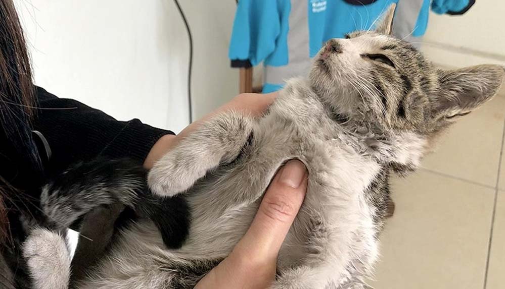 Kahramanmaraş'ta donmak üzereyken bulunan yavru kedi korumaya alındı 5 Kahramanmaraş'ta-donmak-üzereyken-bulunan-yavru-kedi-korumaya-alındı