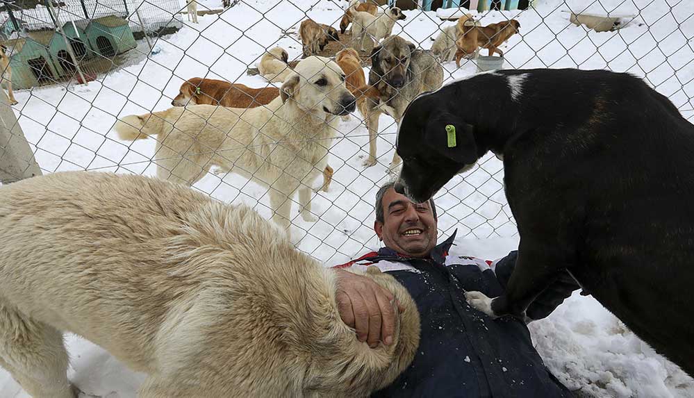 12-yıldır-yaz,-kış-demeden-dağlara-terk-edilen-sokak-hayvanlarına-sahip-çıkıyorlar