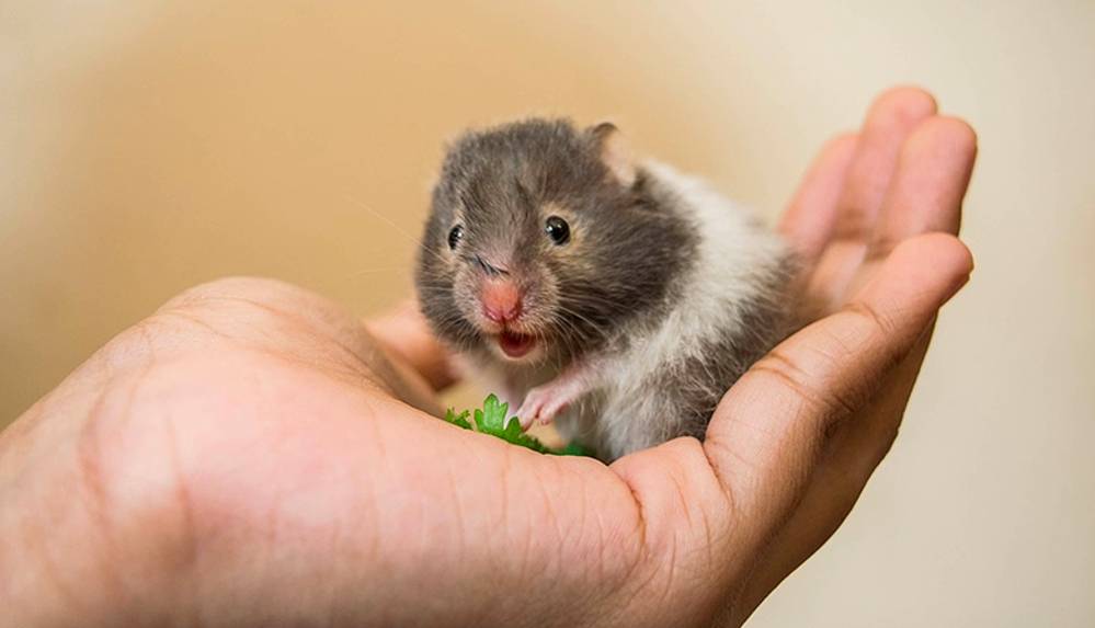 Araştırmaya göre, Kovid-19 hamsterlardan insanlara bulaşabiliyor