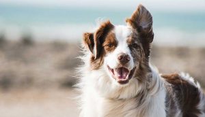 Köpeklerde sağlık sorunları: Yaygın hastalıklar ve belirtileri