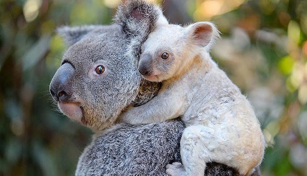 Avustralya-hükümetinden-koalalar-için-35-milyon-dolar-destek