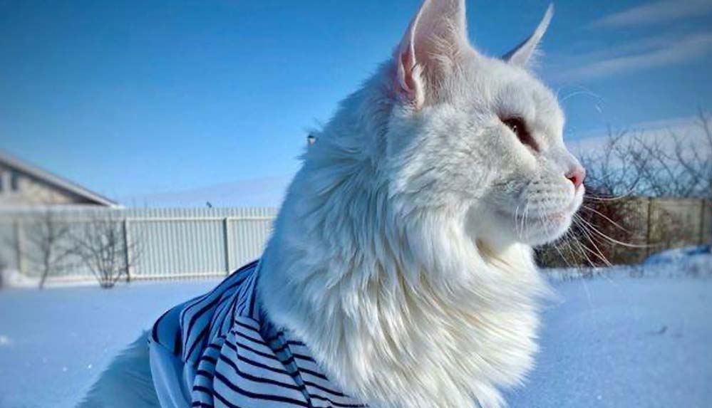 Dev-kedi-Kefir--'O-kadar-büyük-ki-herkes-köpek-zannediyor'