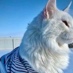 Dev-kedi-Kefir--'O-kadar-büyük-ki-herkes-köpek-zannediyor'