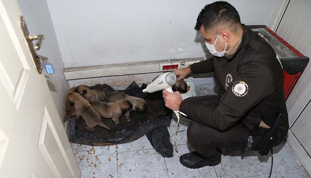 Hatay'da bekçiler yağmurda ıslanan köpek yavrularını yuvaya kavuşturdu