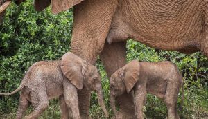 Kenya’da bir fil, eşine az rastlanır şekilde ikiz doğurdu