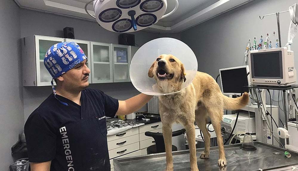 Yaralı-köpek-'Ömür'ü-hayata-bağlayan-zorlu-yolculuk