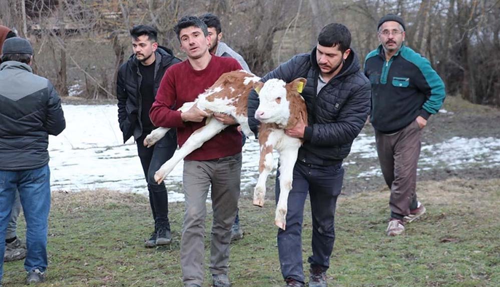 15-evin-kül-olduğu-yangından-kurtardığı-buzağısını-kucağında-taşıdı
