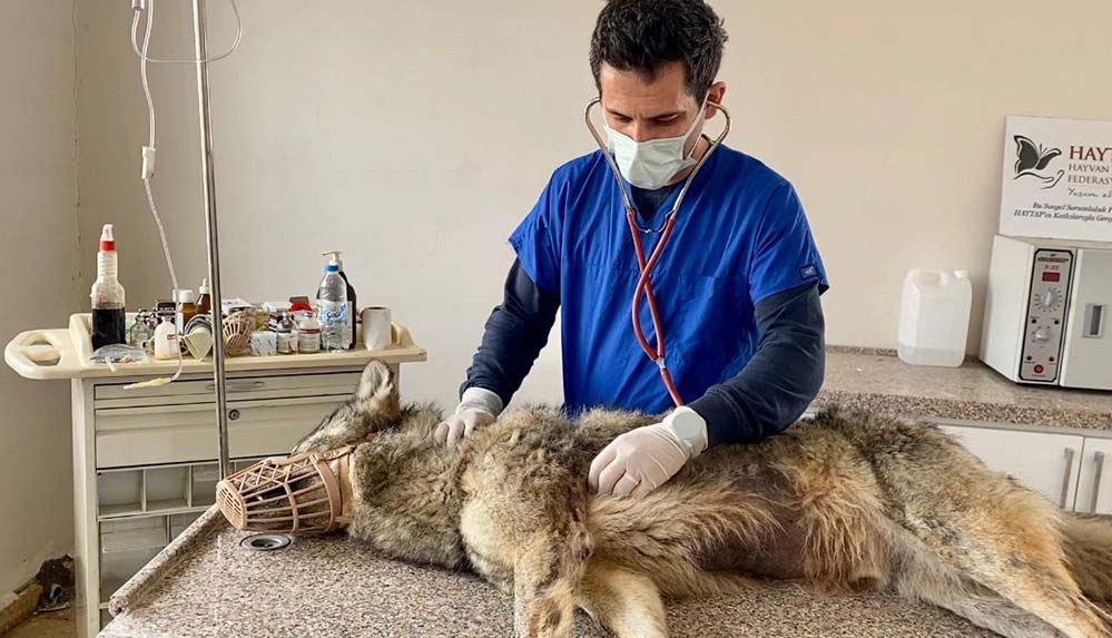 Ağrı'da şehre inen halsiz ve aç kurt rehabilitasyona alındı 4 Ağrı'da-şehre-inen-halsiz-ve-aç-kurt-rehabilitasyona-alındı