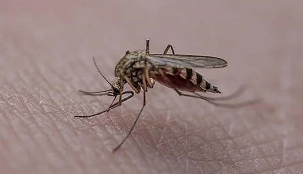 Araştırma: Sivrisinekler kırmızı, turuncu ve siyah giyenleri daha çok ısırıyor