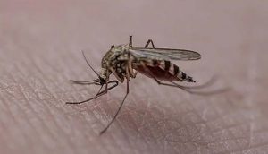 Araştırma: Sivrisinekler kırmızı, turuncu ve siyah giyenleri daha çok ısırıyor
