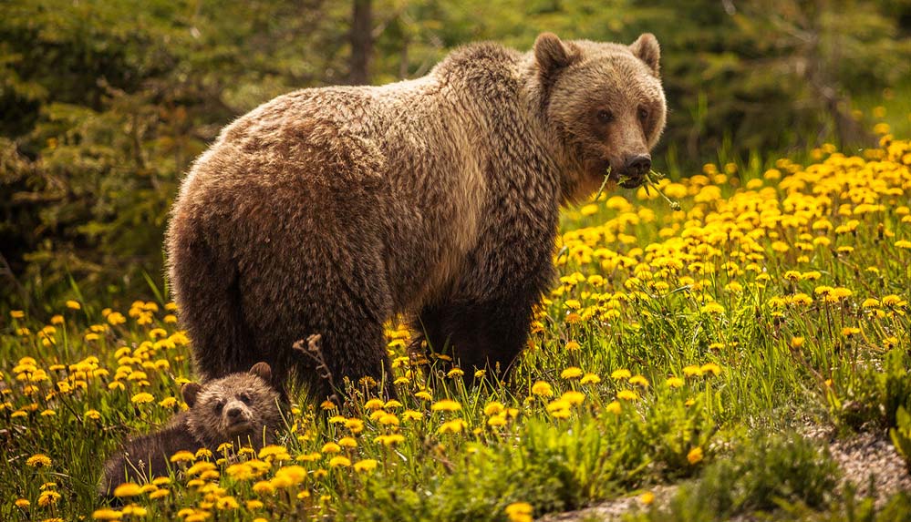 Ayı-yerine-yanlışlıkla-kardeşini-öldürünce-intihar-etti