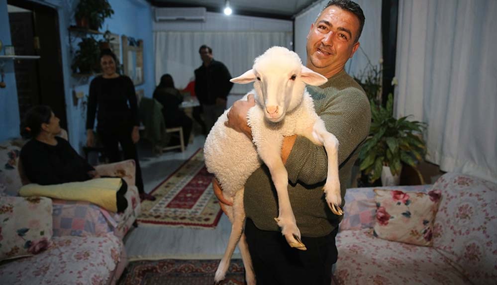 Dağda-sakat-doğan-kuzuya-11-aydır-evde-'bebek-gibi'-bakıyorlar