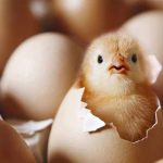 Fransa'da-erkek-civcivlerin-yumurtadan-çıkar-çıkmaz-öldürülmesi-yasaklandı