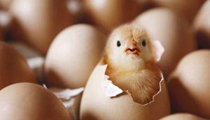 Fransa'da erkek civcivlerin yumurtadan çıkar çıkmaz öldürülmesi yasaklandı
