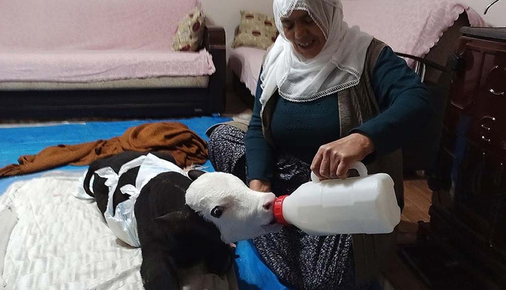 Görme-engelli-buzağı-'Karaboncuk'a-adeta-bebek-gibi-bakılıyor