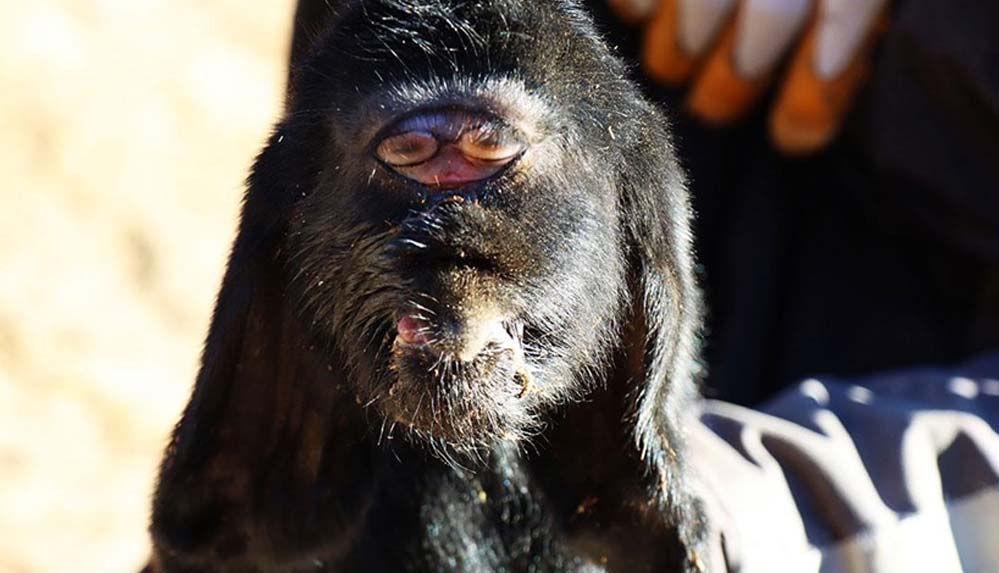Kilis'te-gözleri-alnının-ortasında-oğlak-doğdu