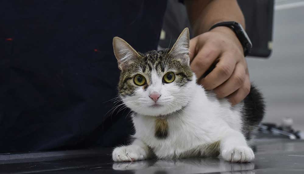 Sahibinin öldürüldüğü evde 1 hafta boyunca yalnız kalan kedi kurtarıldı