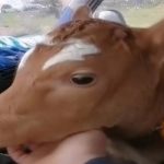 Üşümesin-diye-buzağıya-otomobille-servis