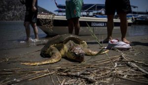 Hayalet ağlar deniz kaplumbağalarına ölüm saçıyor