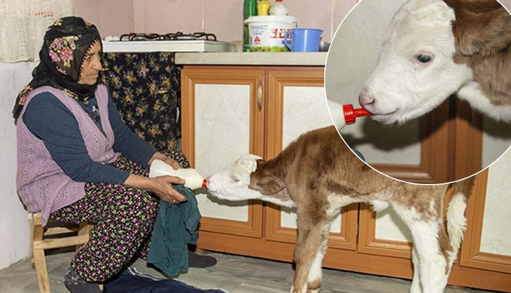 Ameliyat-olan-buzağı-'Şere'ye-evde-bebek-gibi-özenle-bakıyorlar