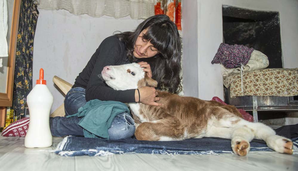 Ameliyat olan buzağı 'Şere'ye evde bebek gibi özenle bakıyorlar