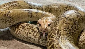 Bilim insanları, 'Boa yılanları'nın nefessiz kalmadan avlarını nasıl boğduğunu ortaya koydu
