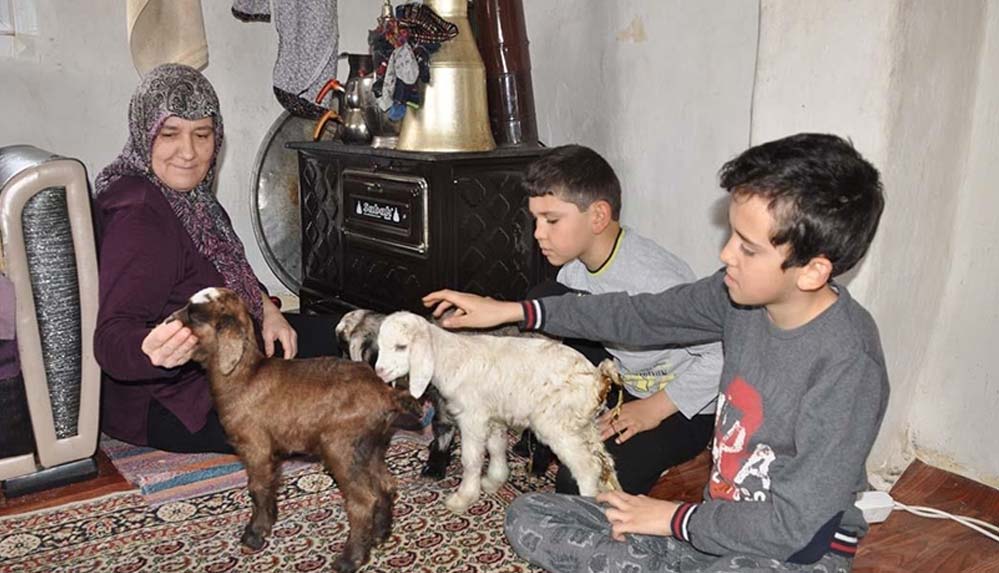 Donmasınlar diye eve aldıkları üçüz oğlaklara çocukları gibi bakıyorlar 6 Donmasınlar-diye-eve-aldıkları-üçüz-oğlaklara-çocukları-gibi-bakıyorlar
