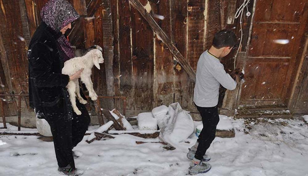 Donmasınlar diye eve aldıkları üçüz oğlaklara çocukları gibi bakıyorlar