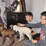 Donmasınlar-diye-eve-aldıkları-üçüz-oğlaklara-çocukları-gibi-bakıyorlar