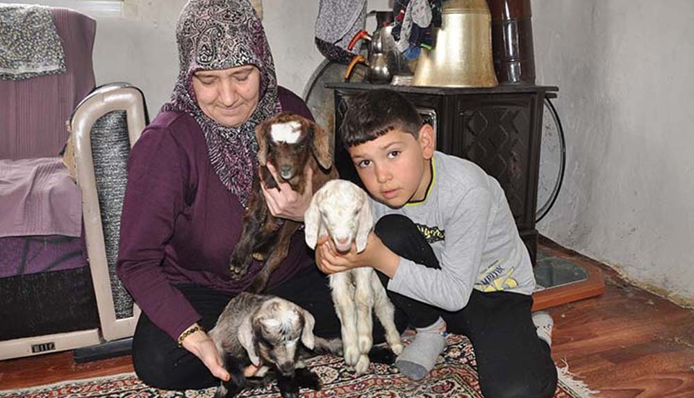 Donmasınlar diye eve aldıkları üçüz oğlaklara çocukları gibi bakıyorlar
