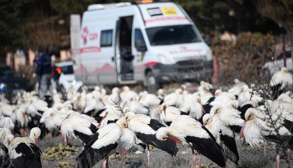 Fırtına nedeniyle Konya'ya inen leylekler belediye ekiplerince balıkla besleniyor