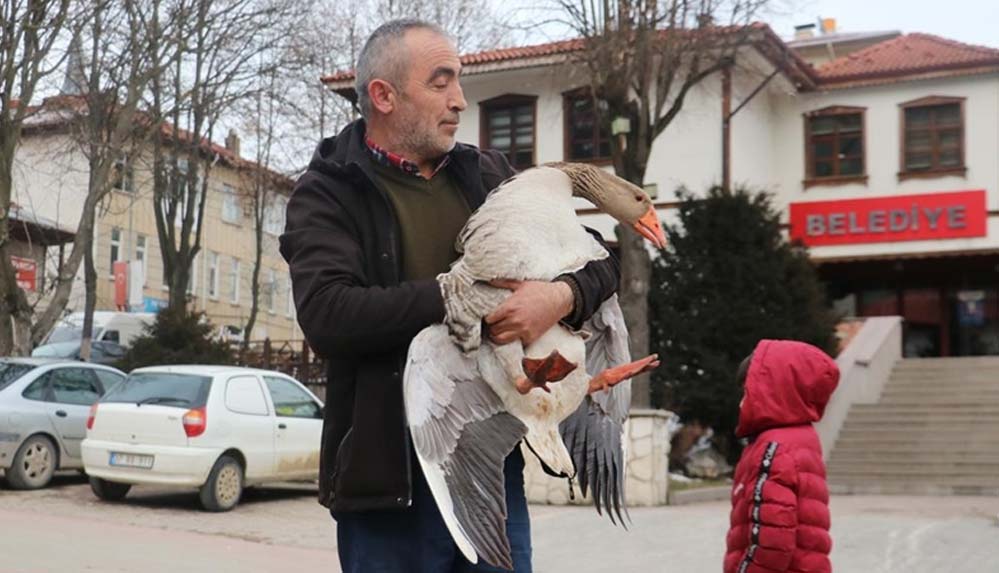Kaz-'Fedai'-yanından-ayrılmadığı-sahibiyle-gezintiye-çıkıp-alışverişe-gidiyor