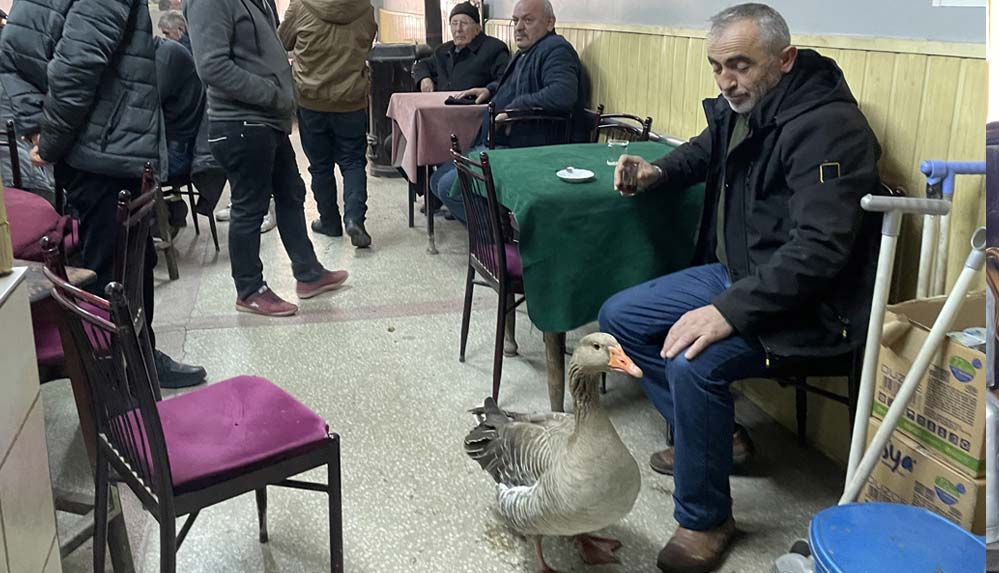 Kaz 'Fedai' yanından ayrılmadığı sahibiyle gezintiye çıkıp alışverişe gidiyor