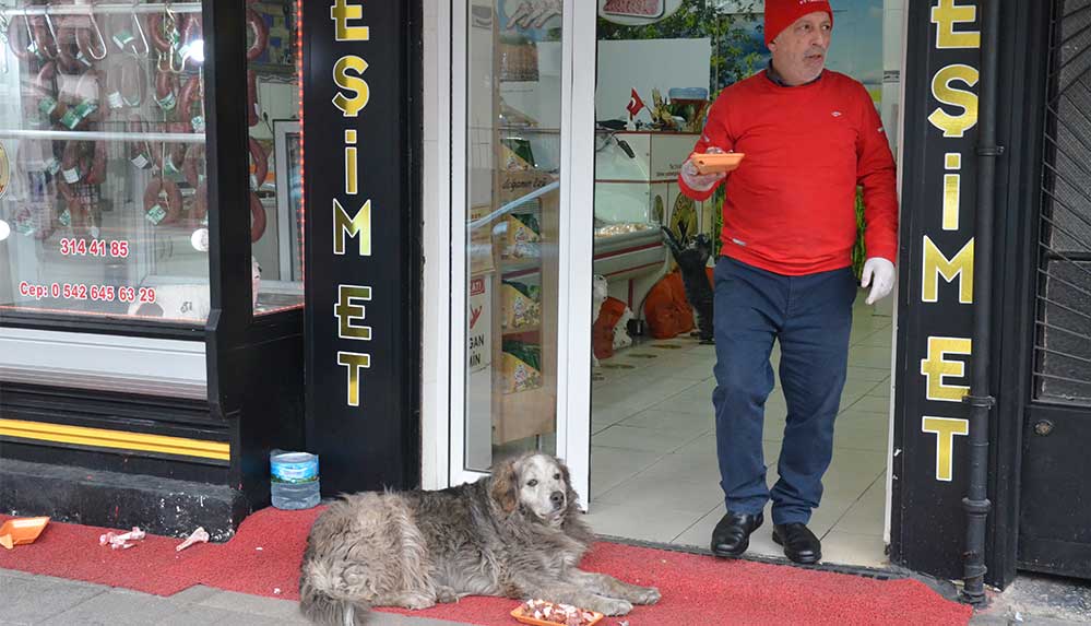 "Kedi Yeşim" ile tanınan Manisalı kasabın "sevimli müşterileri" eksik olmuyor