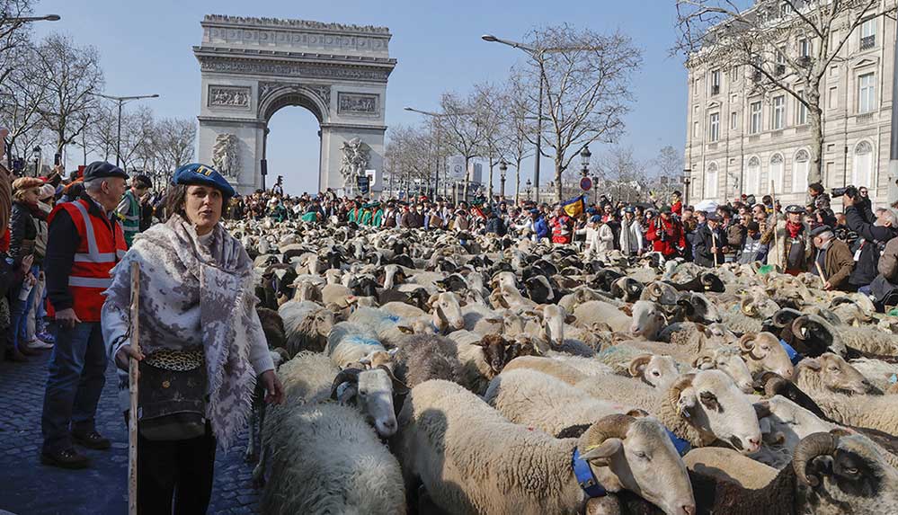 Paris'in en ünlü caddesini koyunlar doldurdu