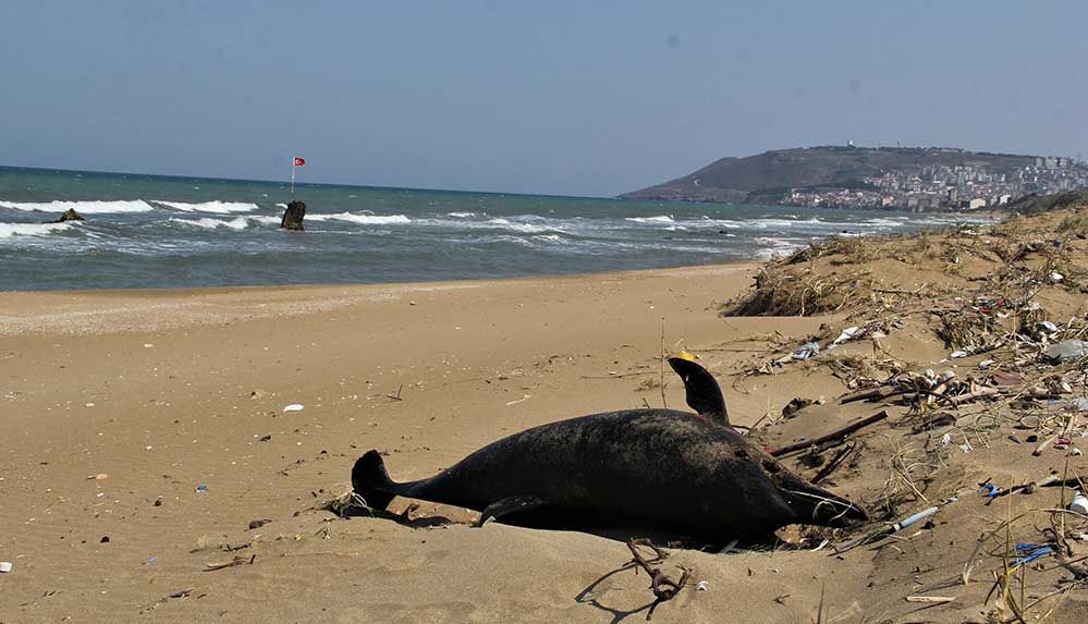 Karadeniz'de çok sayıda yunus ölümü yaşanıyor