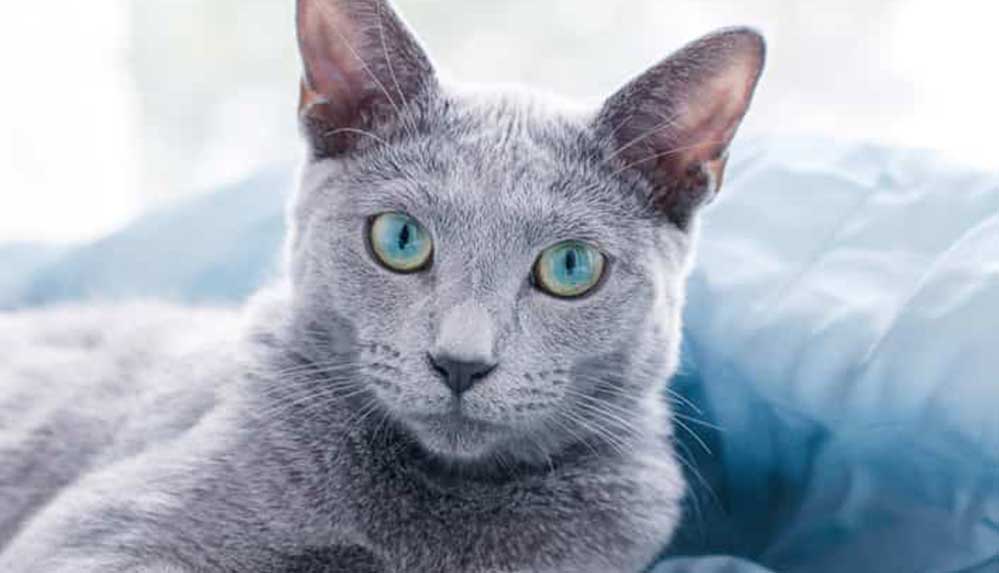 Uluslararası Kedi Federasyonu, Rus kedilerini yarışmalardan men etti